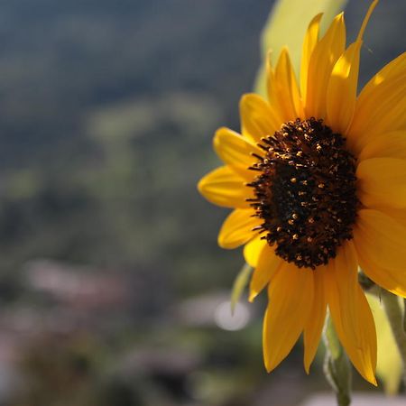 Il Girasole Apartment Baceno Luaran gambar