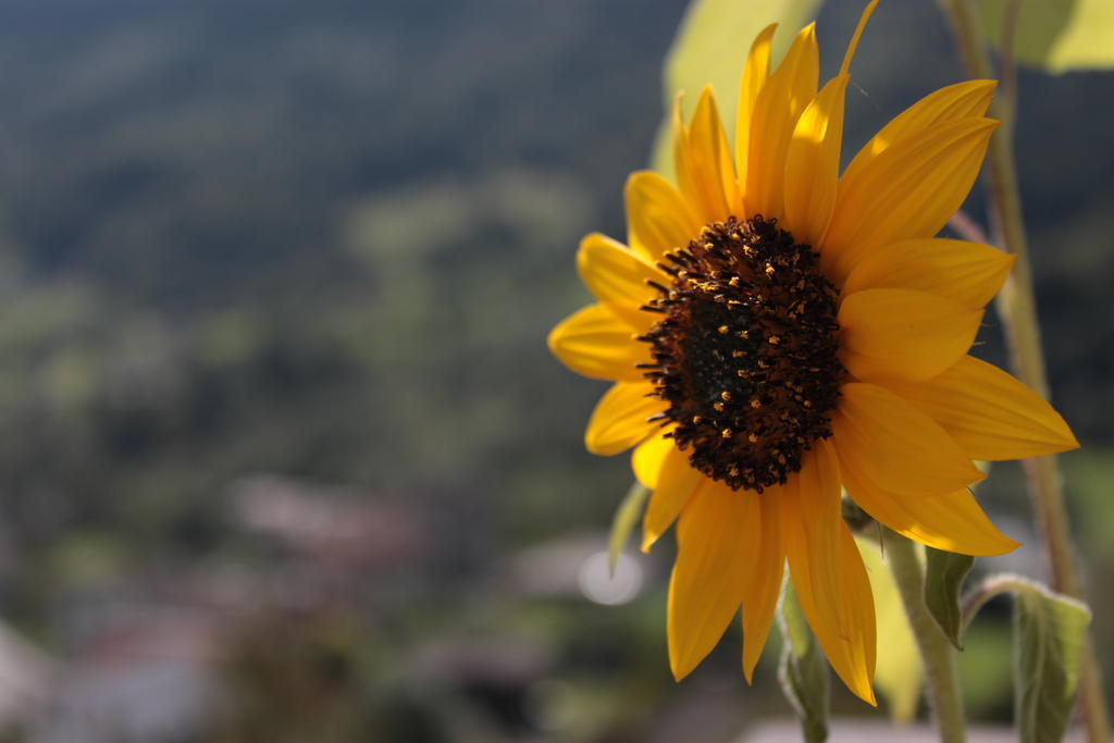 Il Girasole Apartment Baceno Luaran gambar